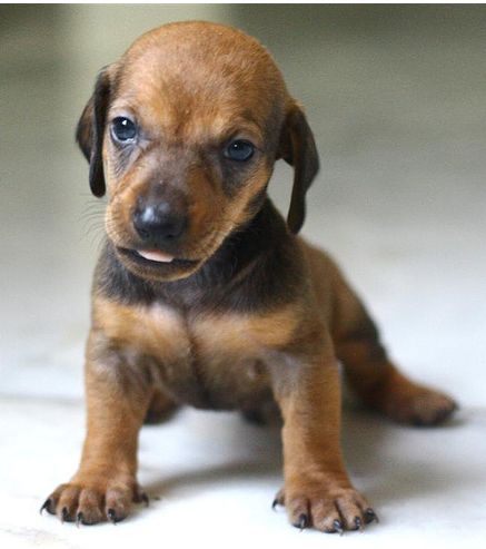 photo of a very young Dachshund pup looking straight at the camera.JPG
