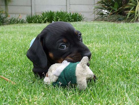 photo of dachshund puppy playing with its toy on the grass and looking at the camera.JPG

