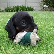 photo of dachshund puppy playing with its toy on the grass and looking at the camera.JPG
