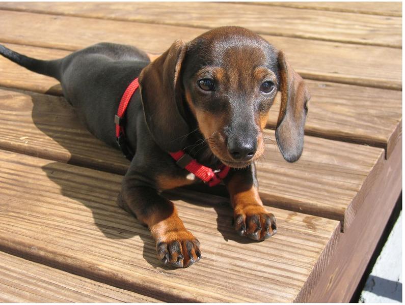 picture of a beautiful winnie dog dachshund puppy in two toned brown.JPG

