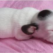 sleepy dachshund breeder in white and dark dots photo.JPG
