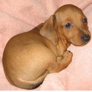 standard dachshund puppy in tan color looking so cute.JPG
