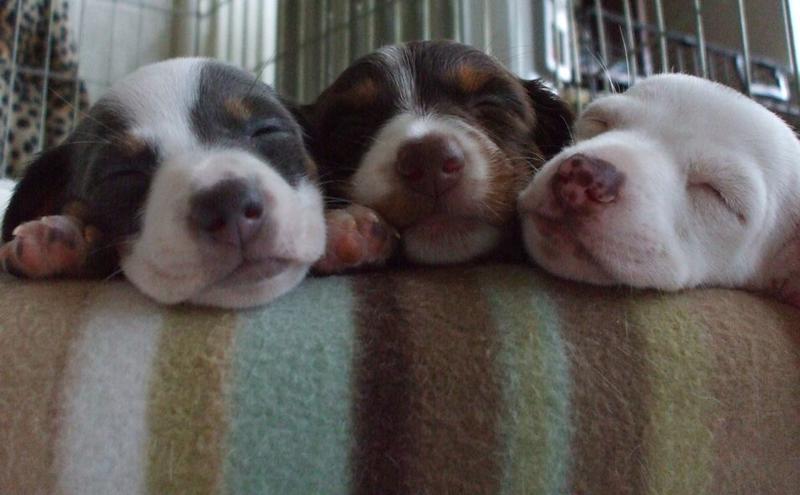 Three sleepy dachshund puppies faces looking so sweet.JPG
