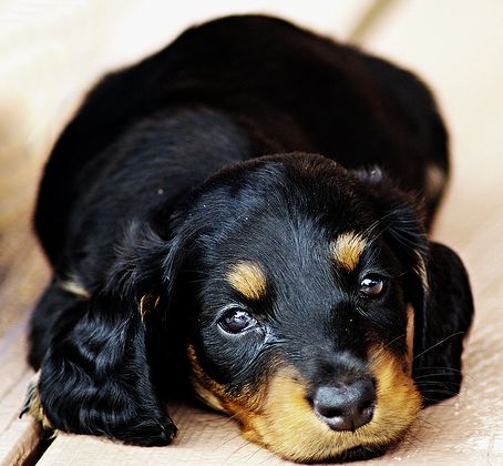 Very cute Dachshund pup in black with tan spots pictures.JPG
