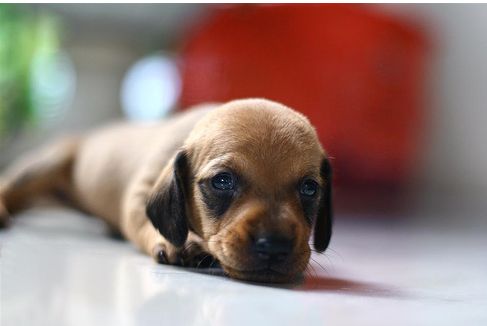 very young dachshund puppy looking at the camera.JPG
