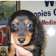 winnie puppy picture with big ears and big eyes.JPG
