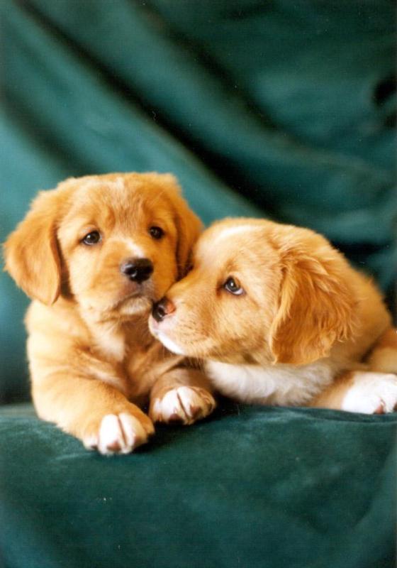 toller pups_two.jpg
