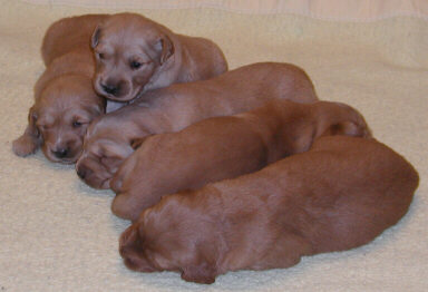 toller young puppies.JPG
