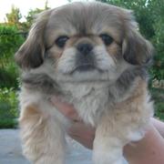 Pekingese Puppy Pictures Gallery
