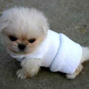 very cute small pekingse  puppy with clothing.jpg

