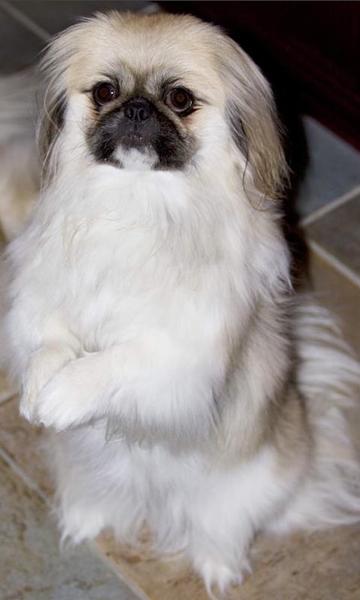 cute pekingese dog standing up looking so cute and sweet.JPG
