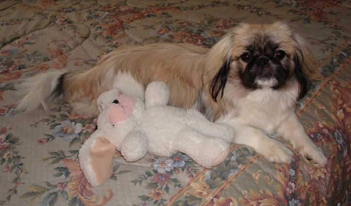 cute pretty pekingese puppy with its white toy.JPG
