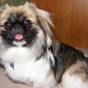 dark and light colors dog pekingese puppy pictures.JPG
