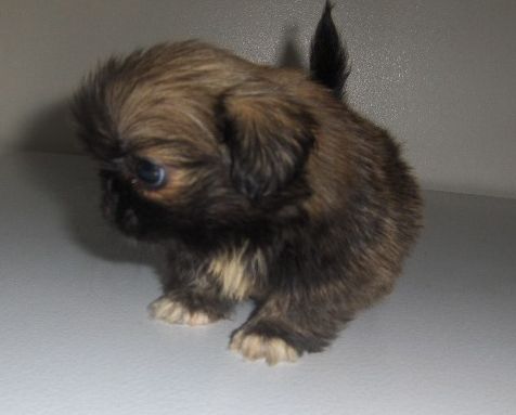 dark color young pekingese puppy picture.JPG
