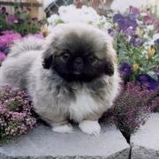 image of a beautiful pekingese puppy in a pretty garden with colorful flowers.JPG

