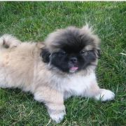 Pekingese Puppy looking so cute playing on the grass.JPG
