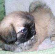 playful pekingese pup with its tail sticking in the air.JPG
