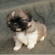 small pekingese dog pup in three tones colors lookig so so cute.JPG
