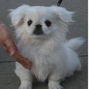 white pekingese puppy picture with cute puppy face.JPG
