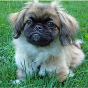 cute and adorable pekingese pup photo.JPG
