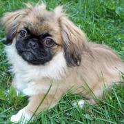 cute and adorable pekingese puppy on the grass.JPG
