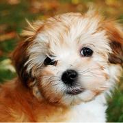 Dog face picture of havanese puppy.JPG

