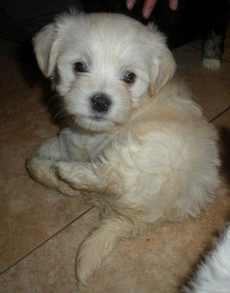 Havanese puppy in light creamy tan color.JPG
