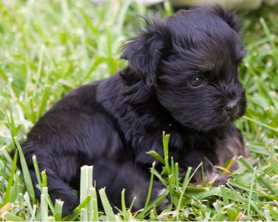 Havanese puppy in pure black laying on the grass.JPG
