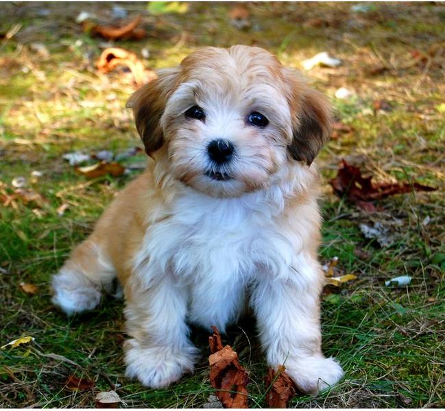 Havanese puppy in tan and white colors.JPG
