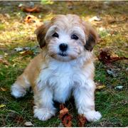 Havanese puppy in tan and white colors.JPG
