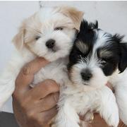 Photos of Havanese puppies two toned colors black white and tan white.JPG
