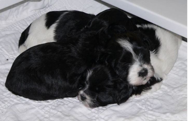 white and black havanese pups pictures.JPG

