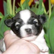 young havanese puppy in black and white photo.JPG
