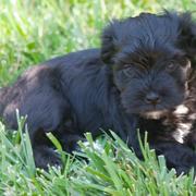 Black Havanese puppy photo.JPG
