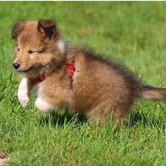 Shetland Sheepdog Puppy Pictures
