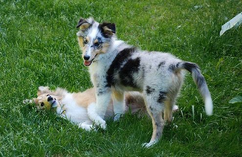 shetland sheepdogs puppies on the grass playing.JPG
