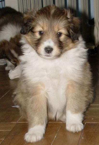 Very puffy Shetland Sheepdog puppy pictures.JPG
