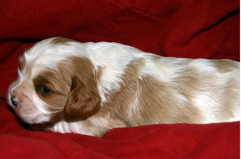 photos of young cocker spaniel puppy.JPG
