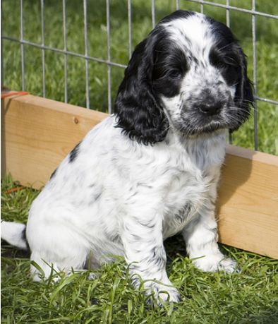 picture of Cocker Spaniel Puppy in white with black dots.JPG
