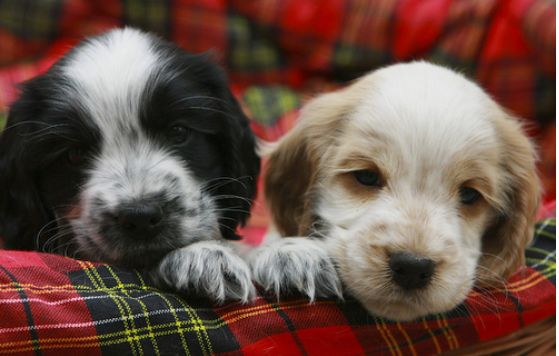 two cute Cocker Spaniel Puppy faces picture.JPG
