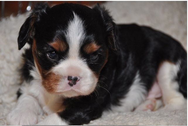 very young cockerspaniel puppy photo.JPG
