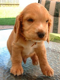 young tan cockerspaniel puppy on a glass table.JPG
