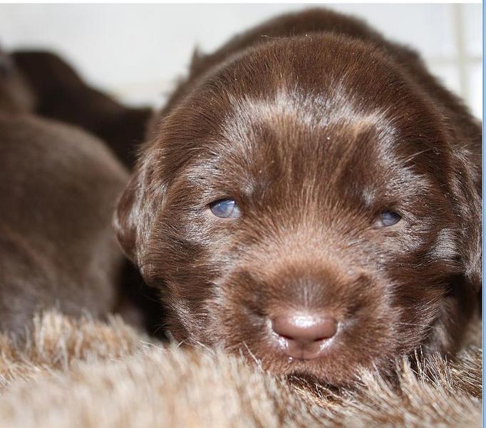 Close of picture of Newfoundland puppy in beautiful brown.JPG
