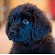 Cute newfoundland puppy face in pure black.JPG
