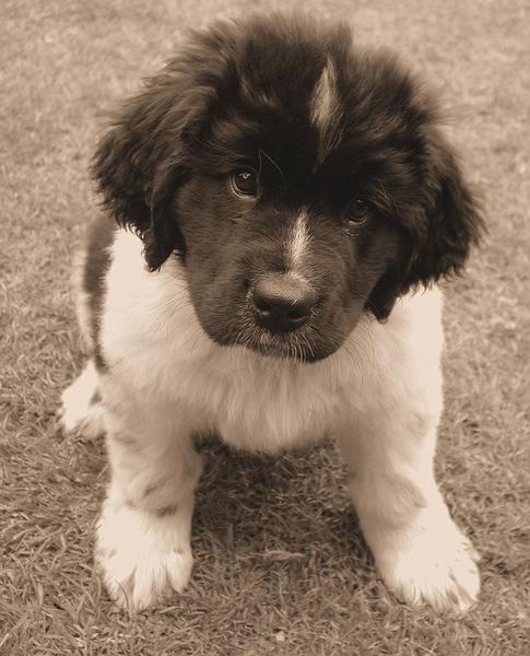 Grey newfoundland puppy looking up to the camera.JPG
