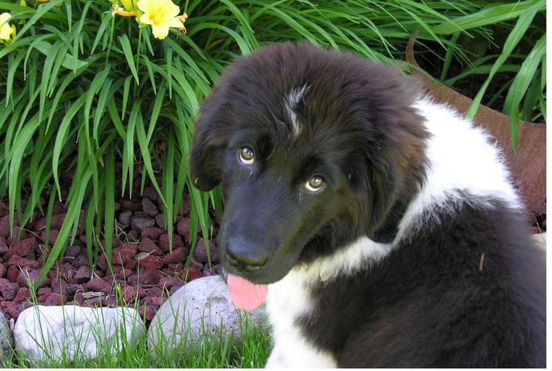 Image of newfoundland pup in black and white.JPG
