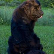 newfoundland pup picture.JPG
