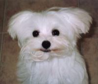 maltese pup face.jpg
