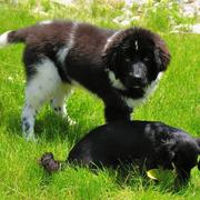 Picture of newfoundlander pup playing with its friend.JPG

