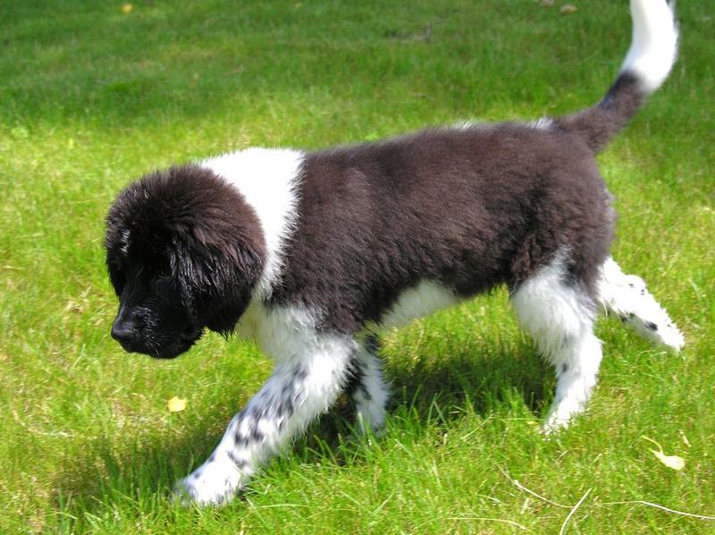 Pictures of newfoundland puppy in blakc and white.JPG
